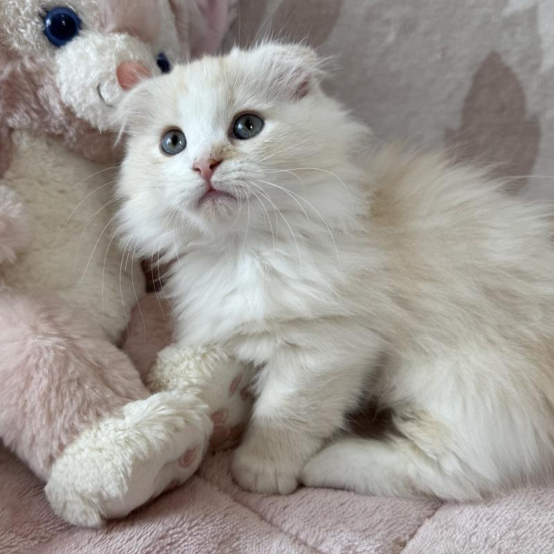 販売中の千葉県のマンチカン(短足)-128542の2枚目