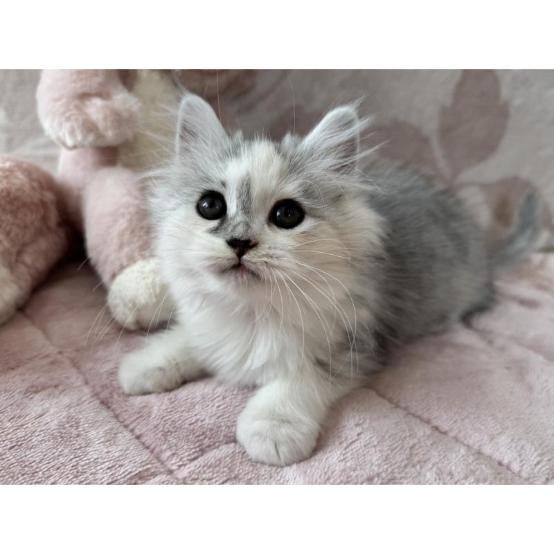 販売中の千葉県のマンチカン-128535の2枚目