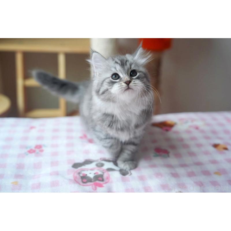 販売中の埼玉県のサイベリアン-128920の5枚目