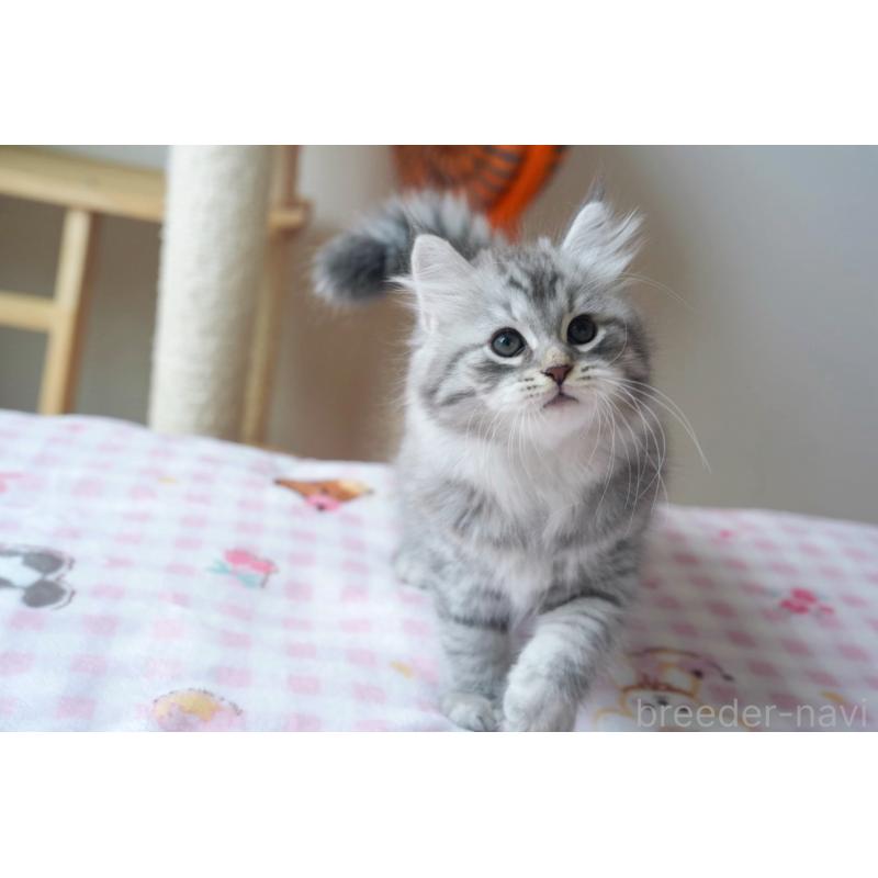 販売中の埼玉県のサイベリアン-128920の3枚目