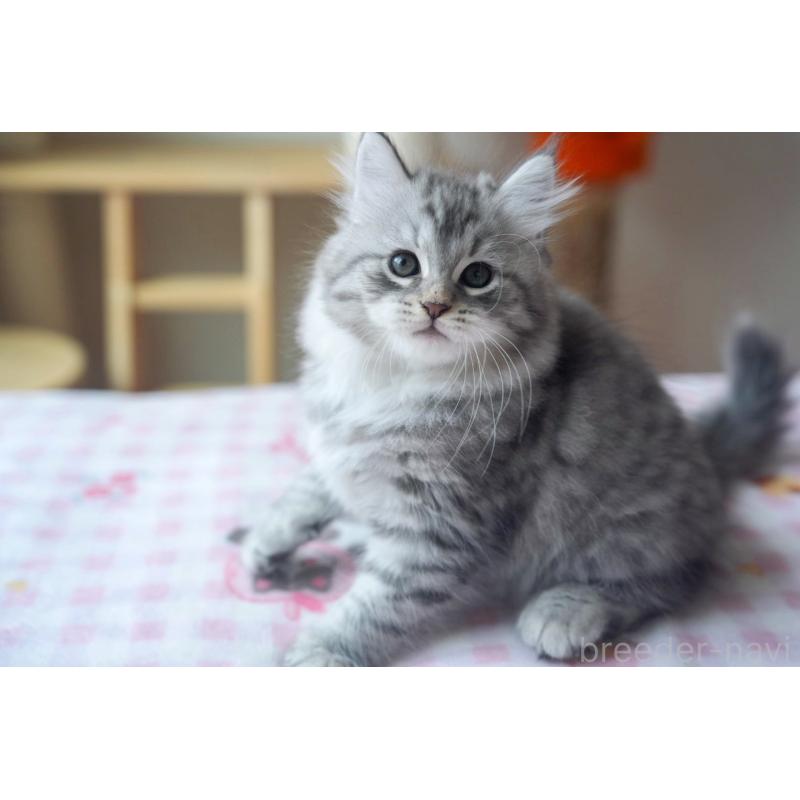 販売中の埼玉県のサイベリアン-128920の4枚目