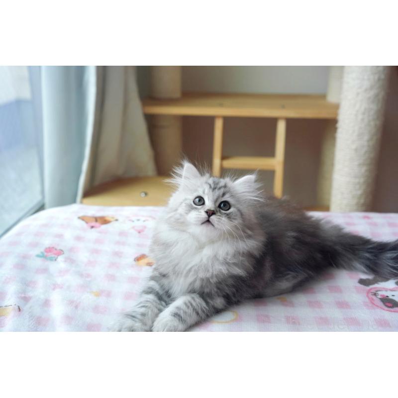 商談中の埼玉県のサイベリアン-128921の9枚目