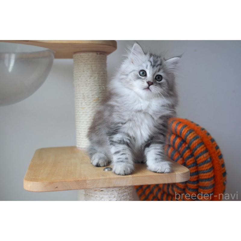 商談中の埼玉県のサイベリアン-128921の6枚目