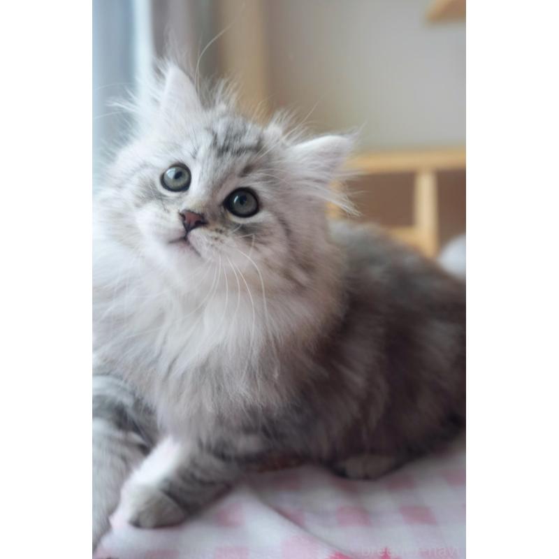 商談中の埼玉県のサイベリアン-128921の5枚目