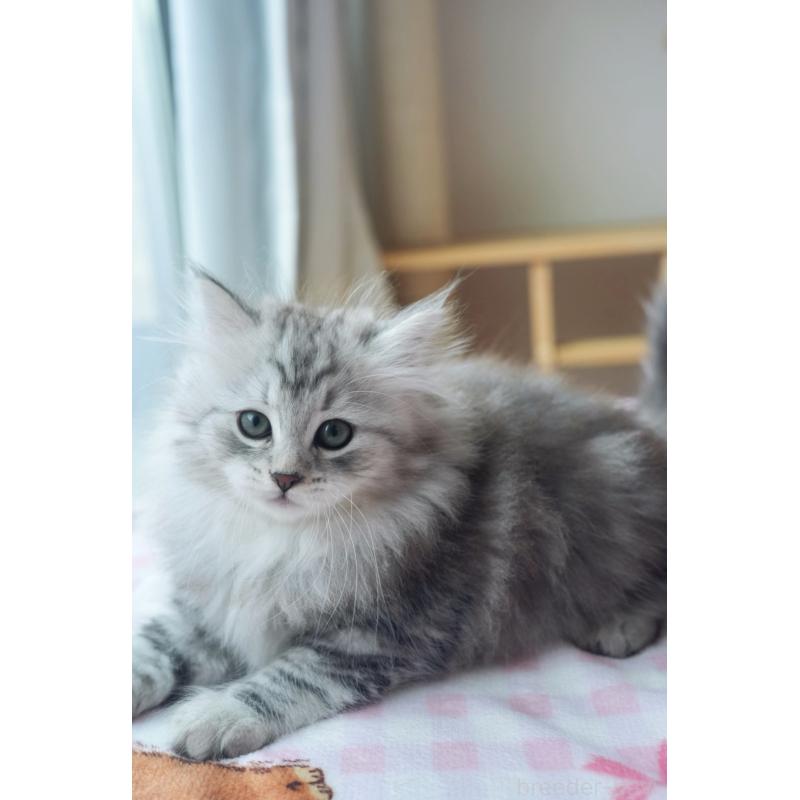 商談中の埼玉県のサイベリアン-128921の4枚目