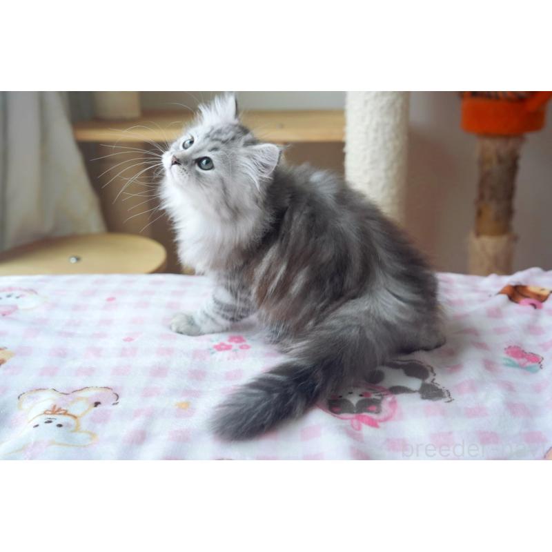 商談中の埼玉県のサイベリアン-128921の3枚目