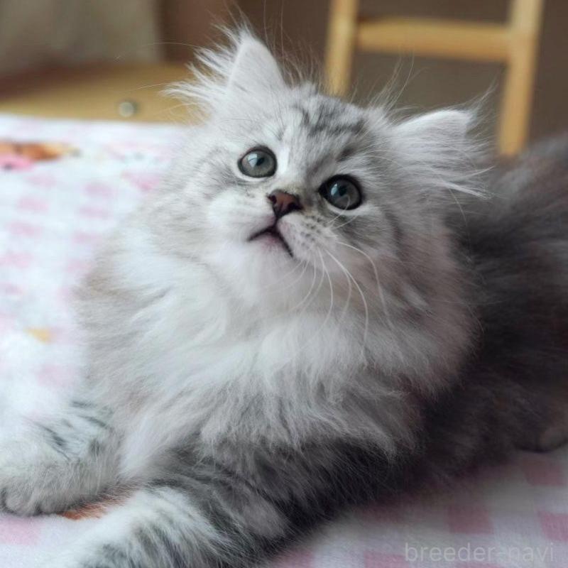 販売中の埼玉県のサイベリアン-128921