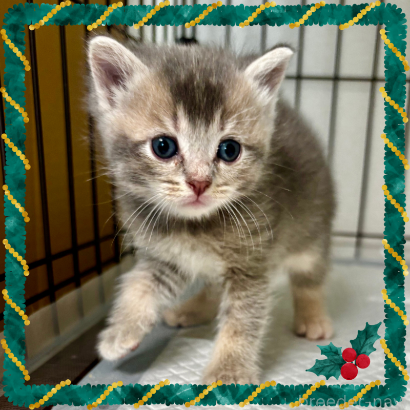 販売中ののマンチカン-129005