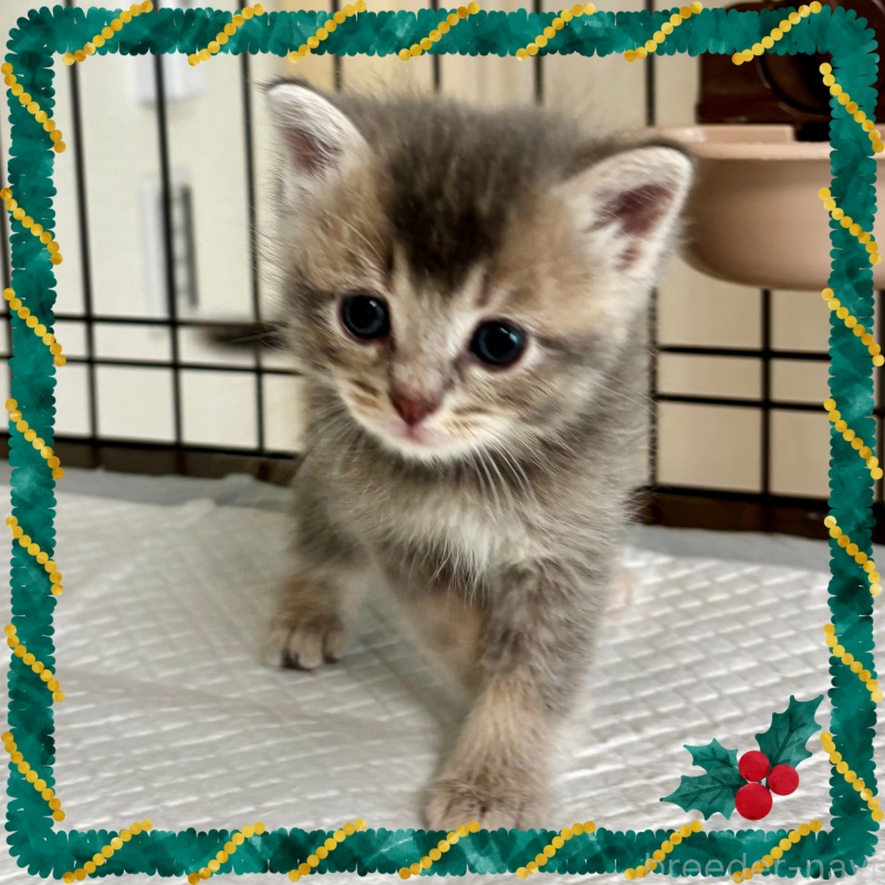 販売中の埼玉県のマンチカン-129005の2枚目