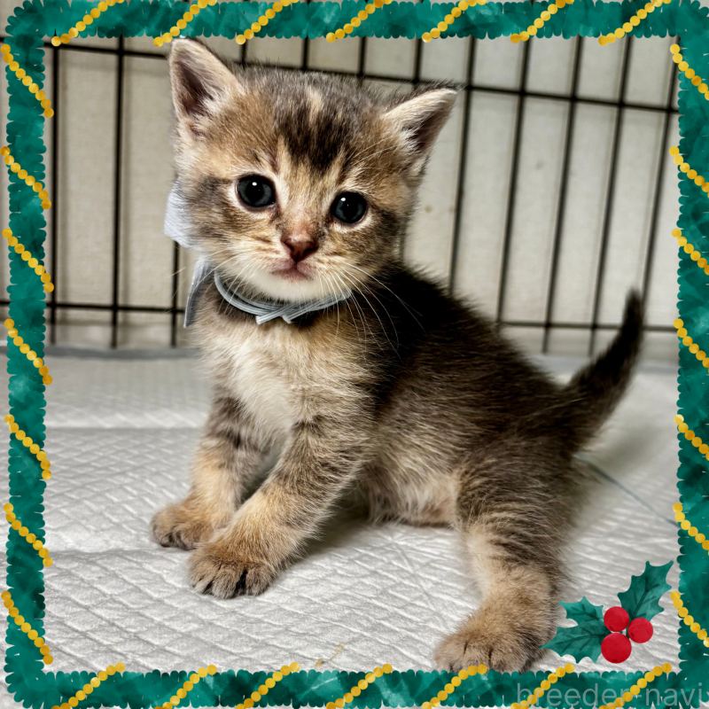 販売中の埼玉県のマンチカン-129007の3枚目