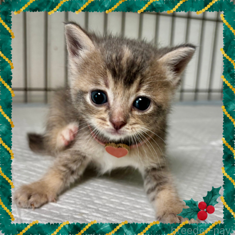 販売中の埼玉県のマンチカン-129007