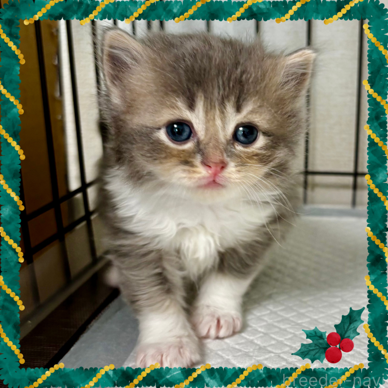 販売中の埼玉県のマンチカン-129006