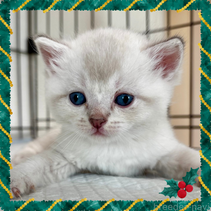 販売中の埼玉県のマンチカン-129010