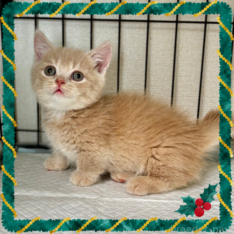 商談中の埼玉県のマンチカン(短足)-128137の2枚目