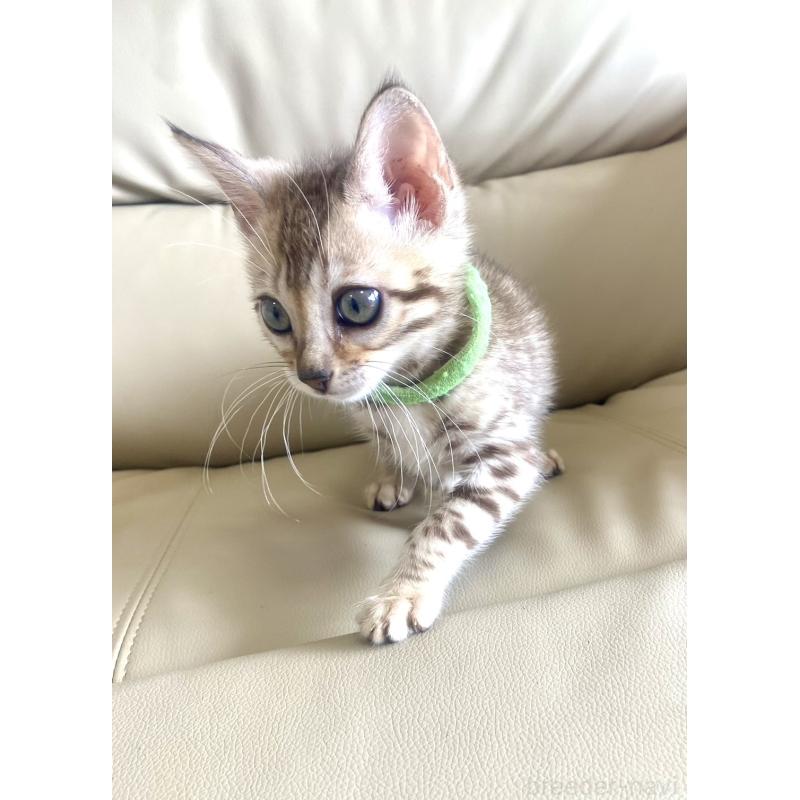 販売中の静岡県のベンガル-127402の10枚目