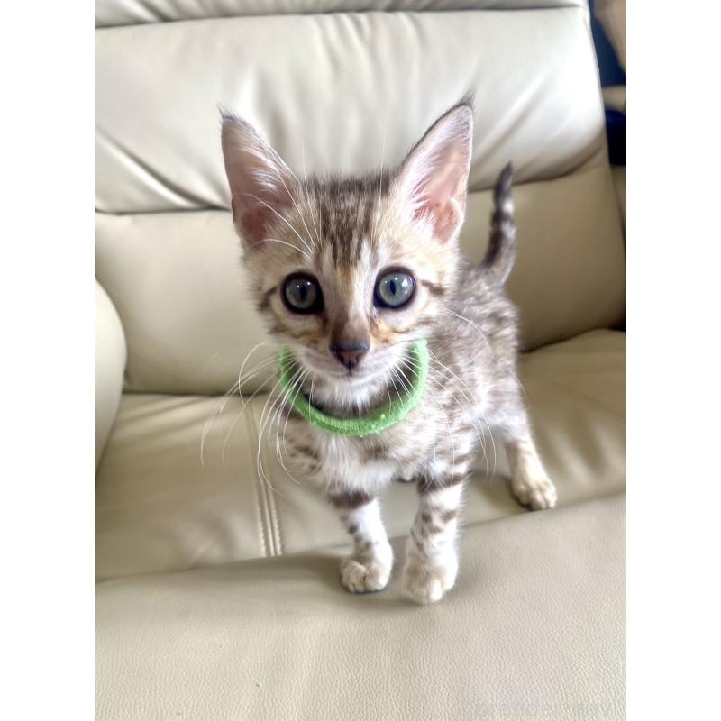 販売中の静岡県のベンガル-127402の9枚目