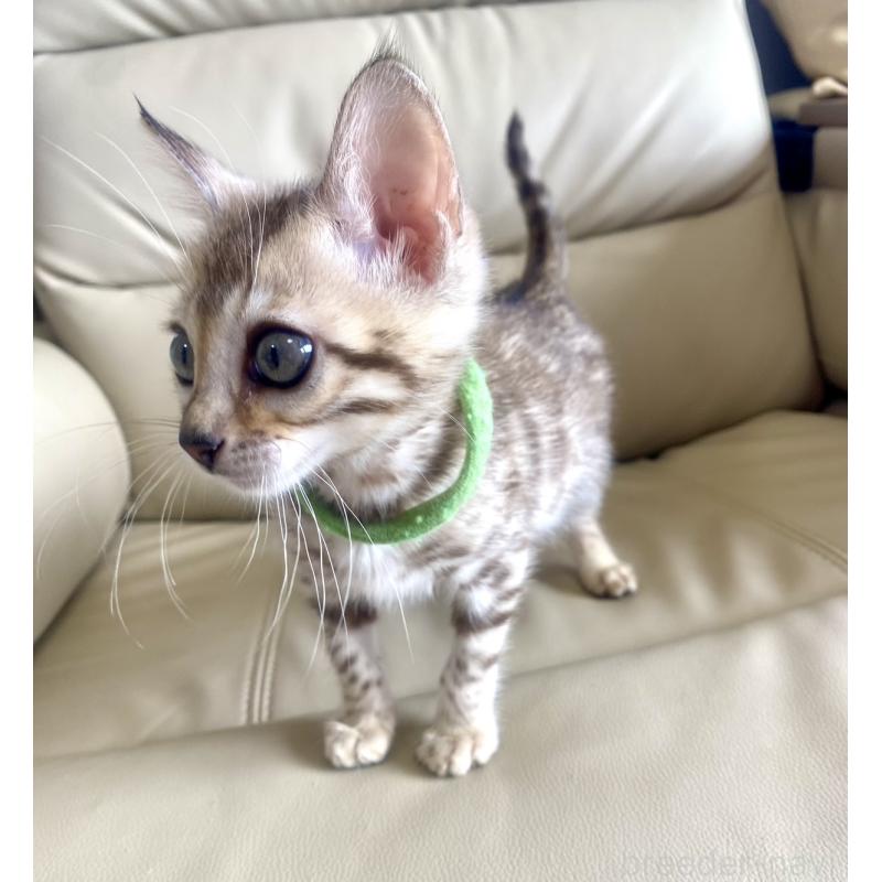 販売中の静岡県のベンガル-127402の8枚目