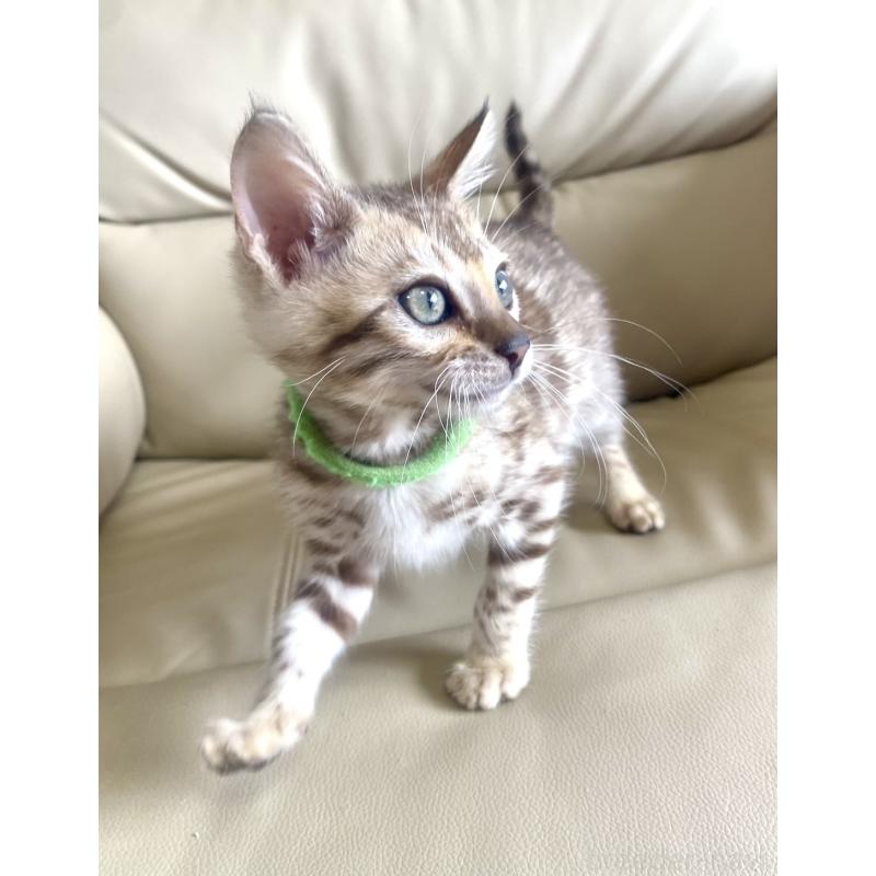 販売中の静岡県のベンガル-127402の7枚目