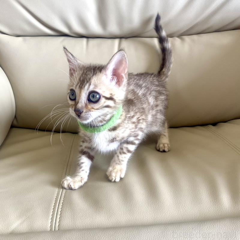 販売中の静岡県のベンガル-127402の6枚目