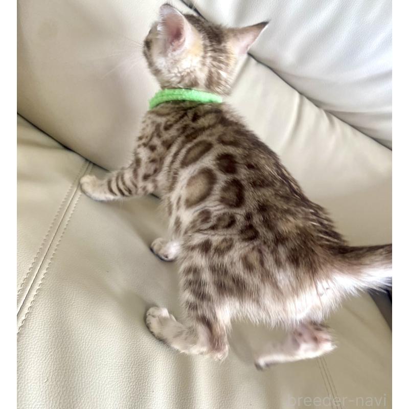 販売中の静岡県のベンガル-127402の5枚目