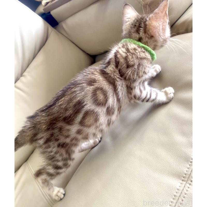 販売中の静岡県のベンガル-127402の4枚目