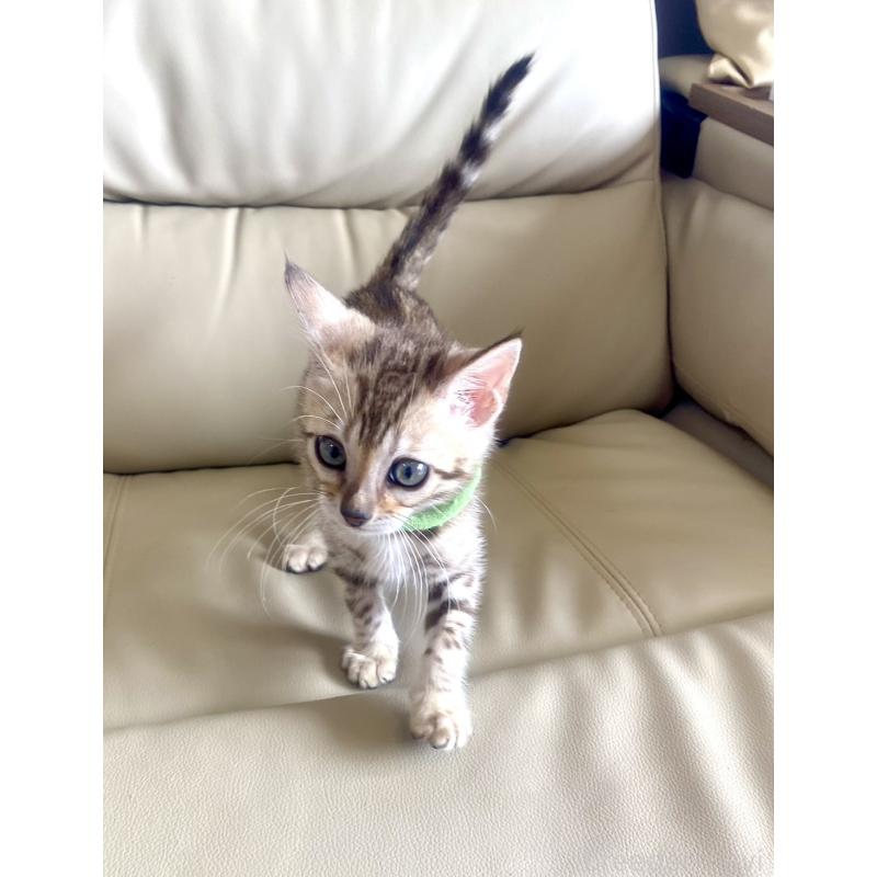 販売中の静岡県のベンガル-127402の3枚目