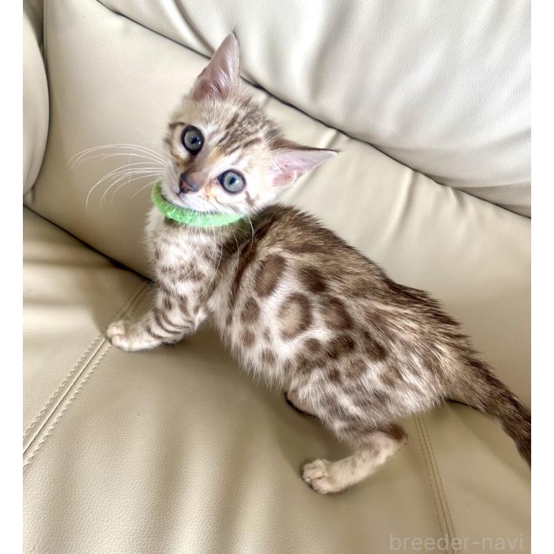 販売中の静岡県のベンガル-127402の2枚目