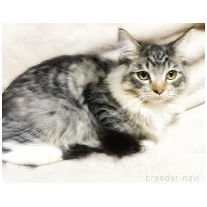 販売中の埼玉県のメインクーン-130393の7枚目