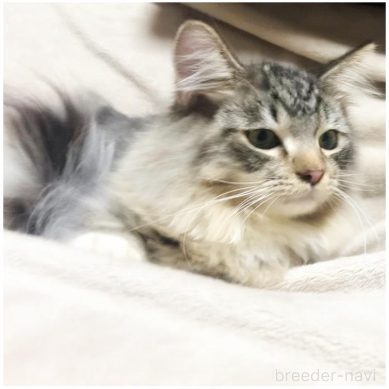 販売中の埼玉県のメインクーン-130393の6枚目