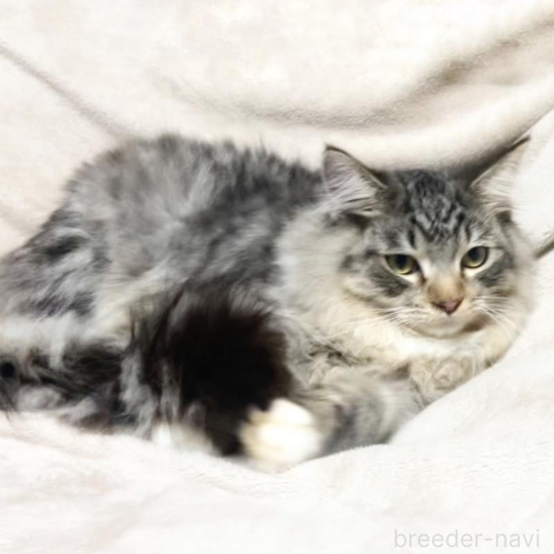 販売中の埼玉県のメインクーン-130393の5枚目