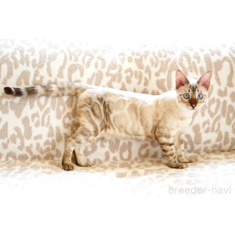 販売中の埼玉県のベンガル-130394の6枚目