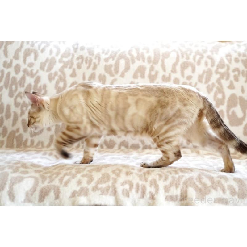 販売中の埼玉県のベンガル-130394の4枚目