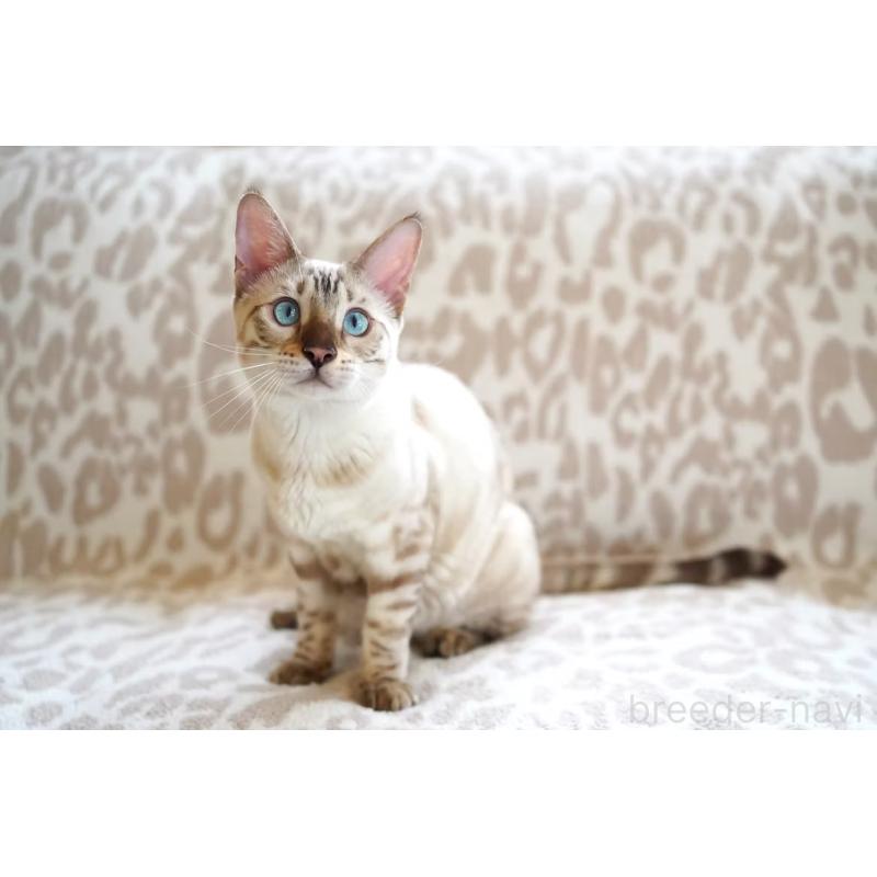 販売中の埼玉県のベンガル-130394の3枚目