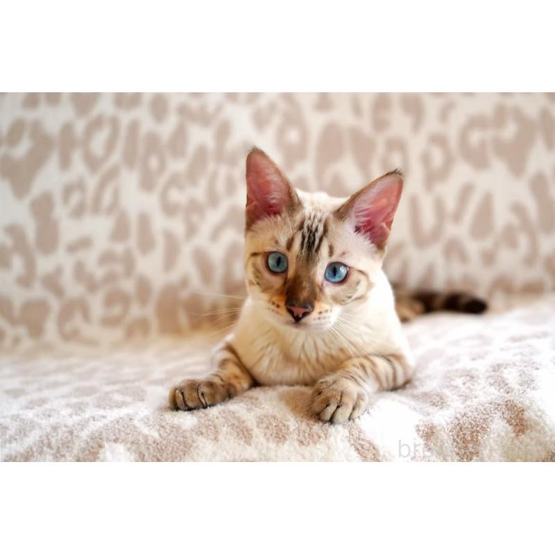 販売中の埼玉県のベンガル-130394の2枚目