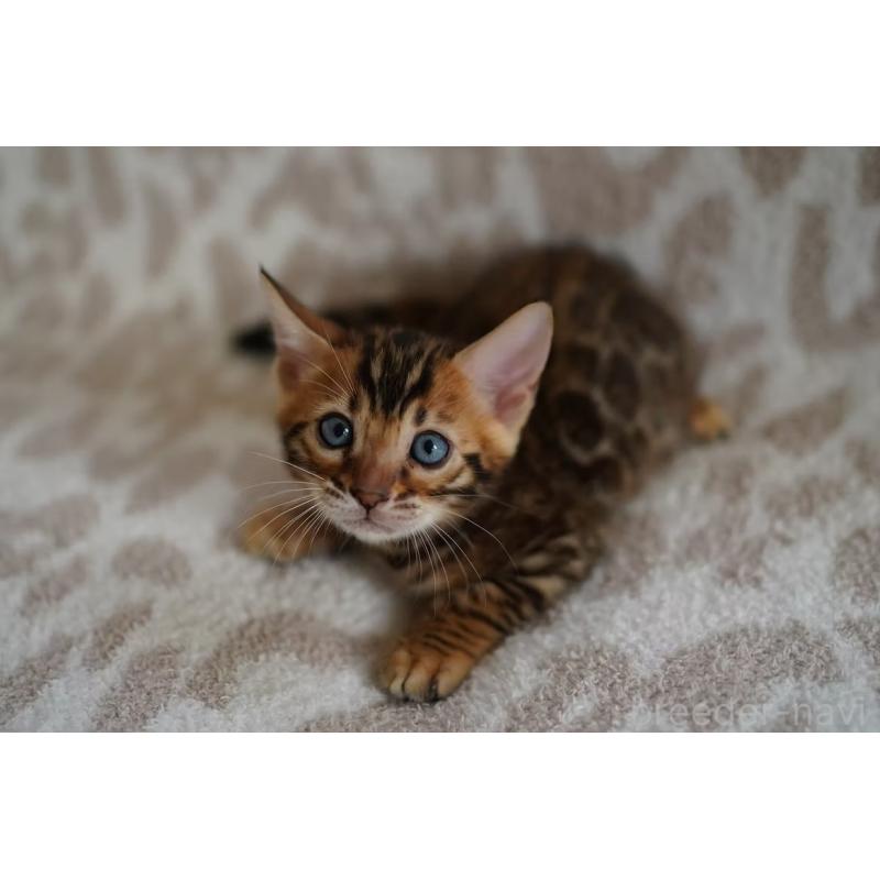 販売中の埼玉県のベンガル-130395の6枚目