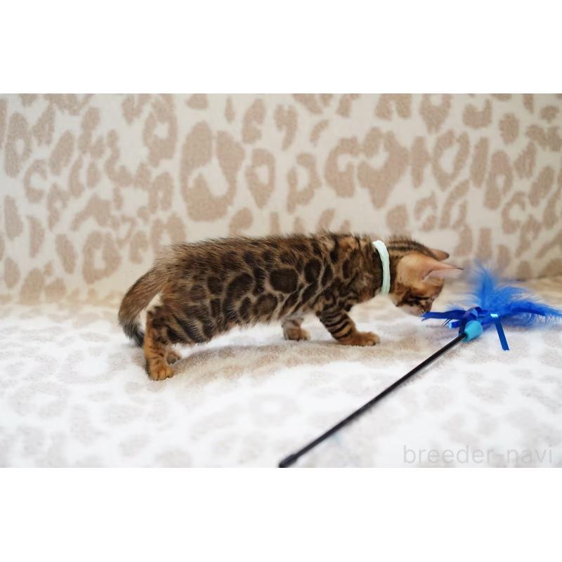 販売中の埼玉県のベンガル-130395の5枚目