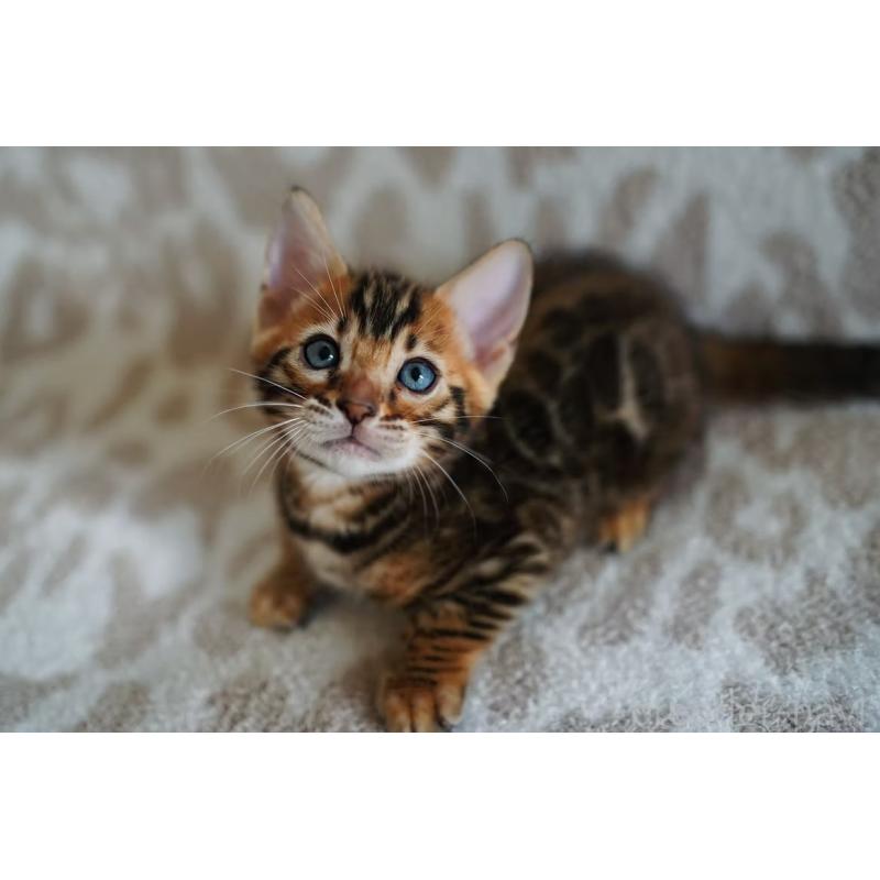 販売中の埼玉県のベンガル-130395の4枚目