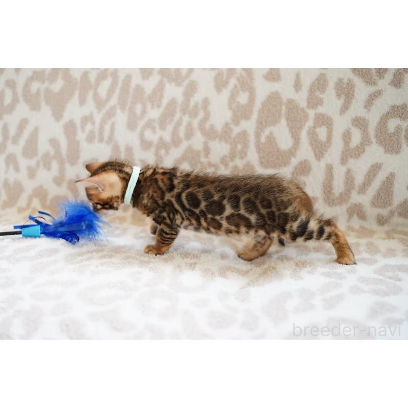 販売中の埼玉県のベンガル-130395の3枚目