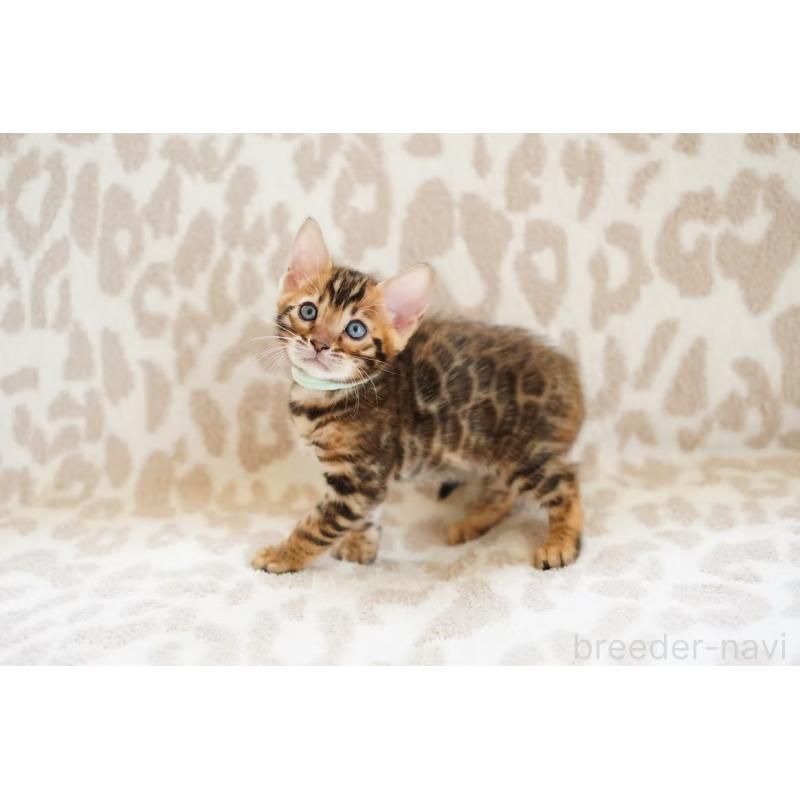 販売中の埼玉県のベンガル-130395の2枚目