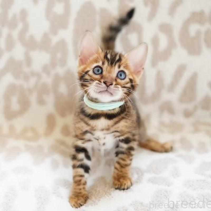 販売中の埼玉県のベンガル-130395の1枚目