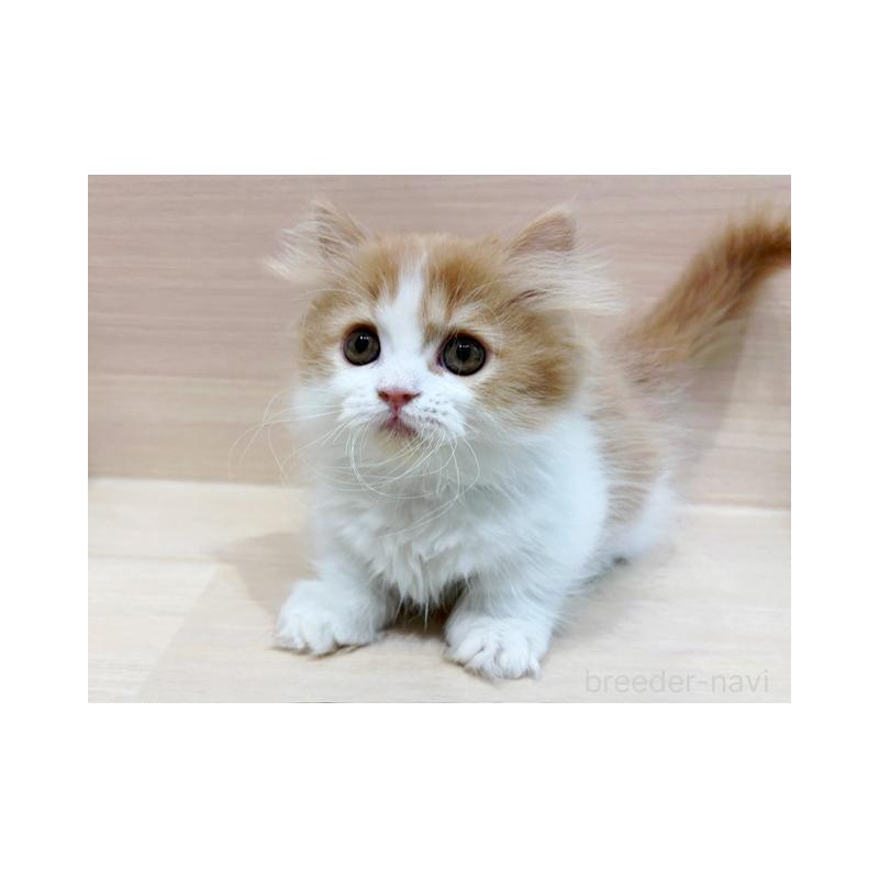 販売中の東京都のミヌエット(短足)-130396