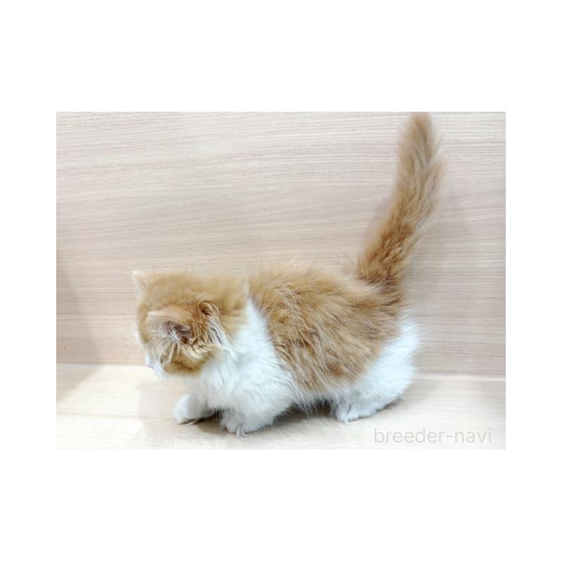 販売中の東京都のミヌエット(短足)-130396の5枚目