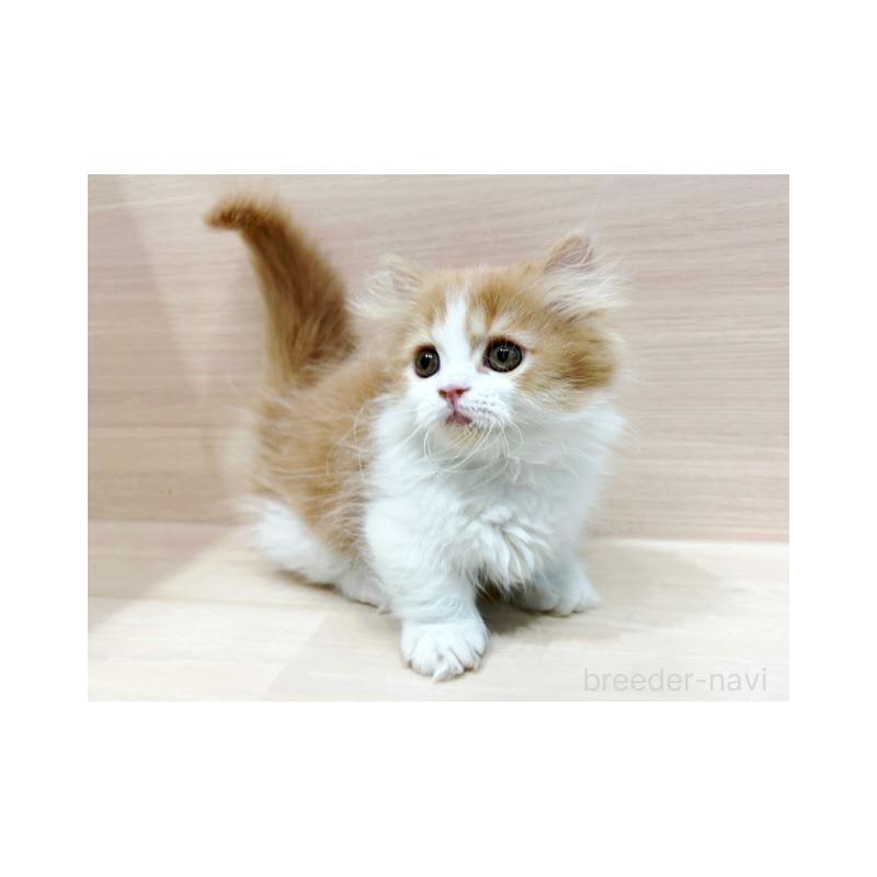 販売中の東京都のミヌエット(短足)-130396の4枚目