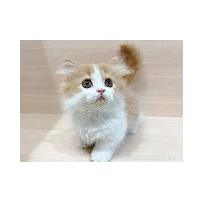 販売中の東京都のミヌエット(短足)-130396の3枚目