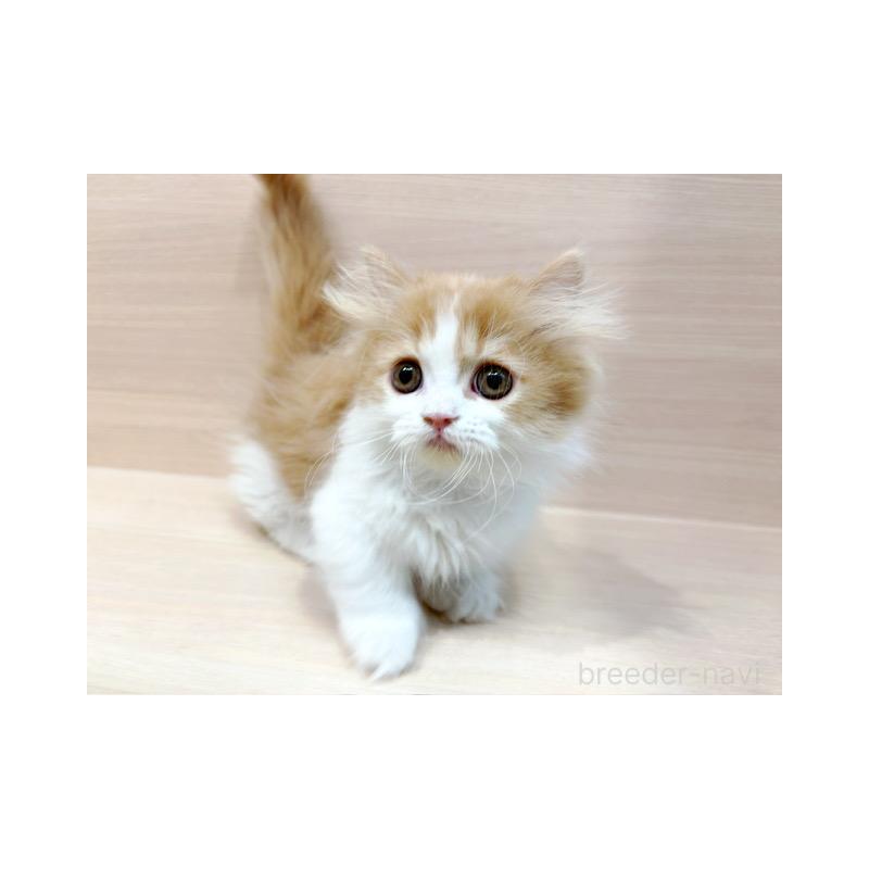 販売中の東京都のミヌエット(短足)-130396の2枚目