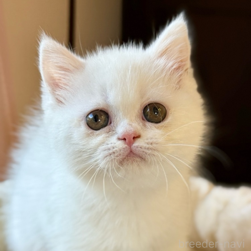 販売中の兵庫県のエキゾチックショートヘア-130397