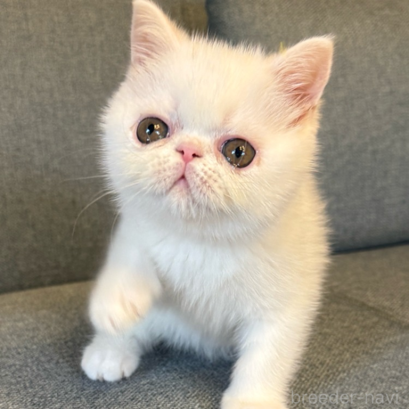 販売中の兵庫県のエキゾチックショートヘア-130398の1枚目