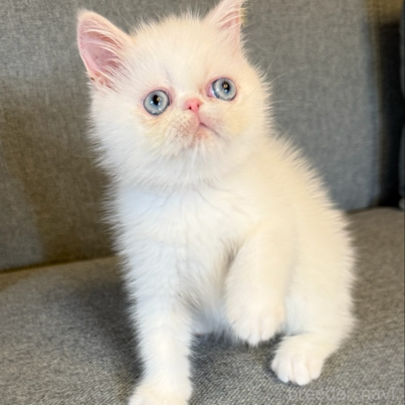 販売中の兵庫県のエキゾチックショートヘア-130399