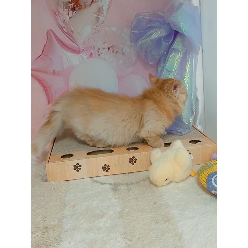 販売中の千葉県のマンチカン(短足)-130400の8枚目