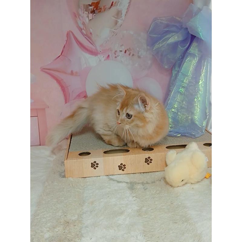 販売中の千葉県のマンチカン(短足)-130400の6枚目